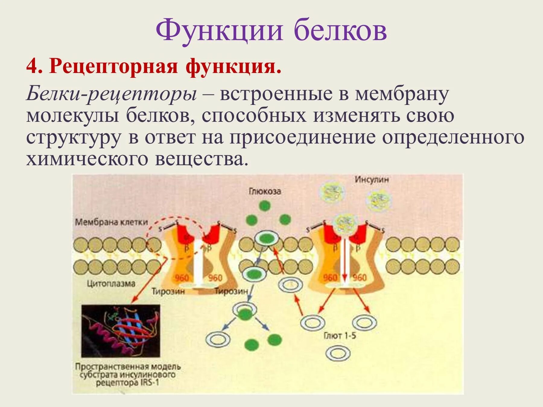 Роль белка в живом организме. Функции белков. Рецепторная функция белков. Функции белков мембраны. Функции белка.