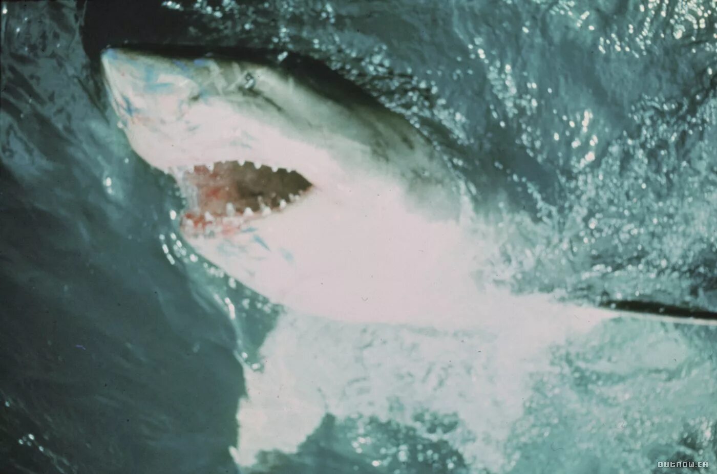 Шарм-Эль-Шейх море нападение акулы.