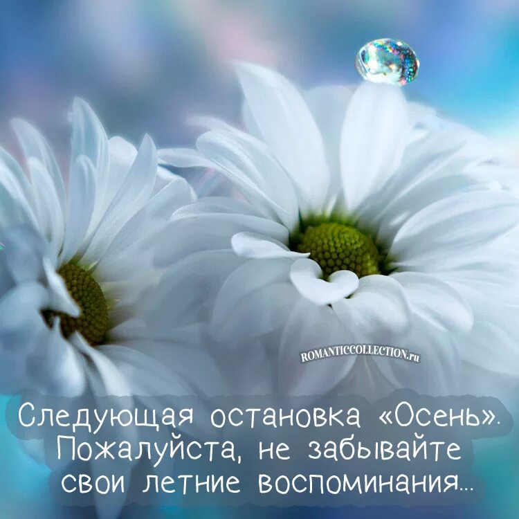 Цитаты лета со смыслом. Цитаты о лете. Красивые фразы про лето. Летние цитаты. Высказывания о лете короткие.