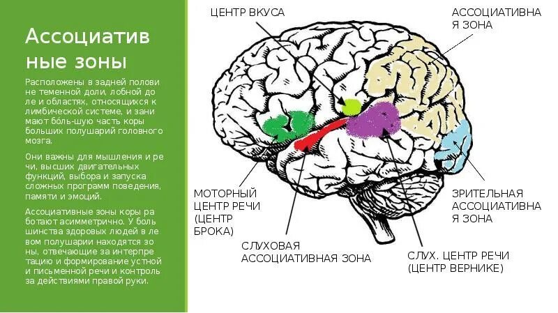 Ассоциативные зоны коры функции. Ассоциативные центры коры больших полушарий. Ассоциативная зона коры головного мозга. Ассоциативная зона коры головного мозга функции.