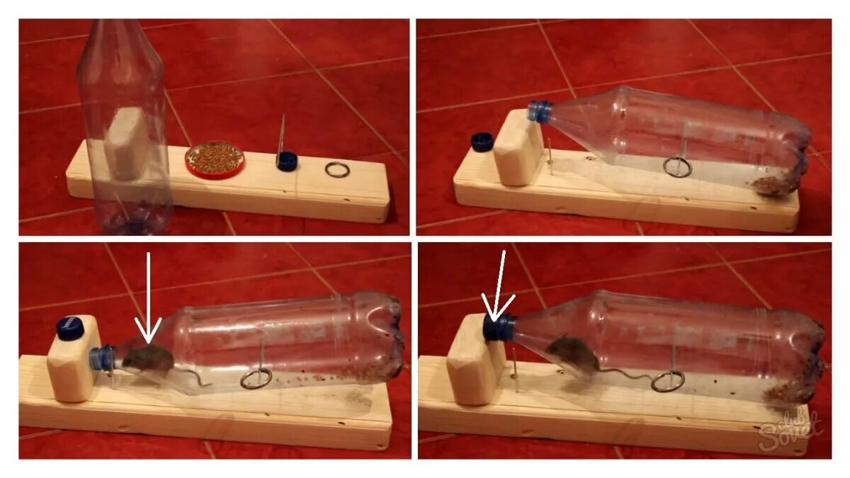 Homemade mouse traps, Mouse traps, Mouse trap diy