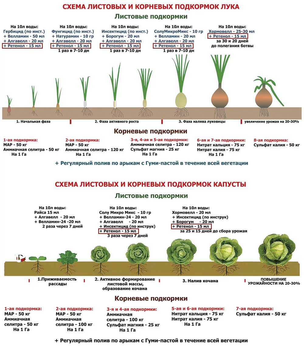 Чем подкормить рассаду капусты для роста. Схема внесения водорастворимых удобрений для томатов. Схема использования удобрений для рассады.
