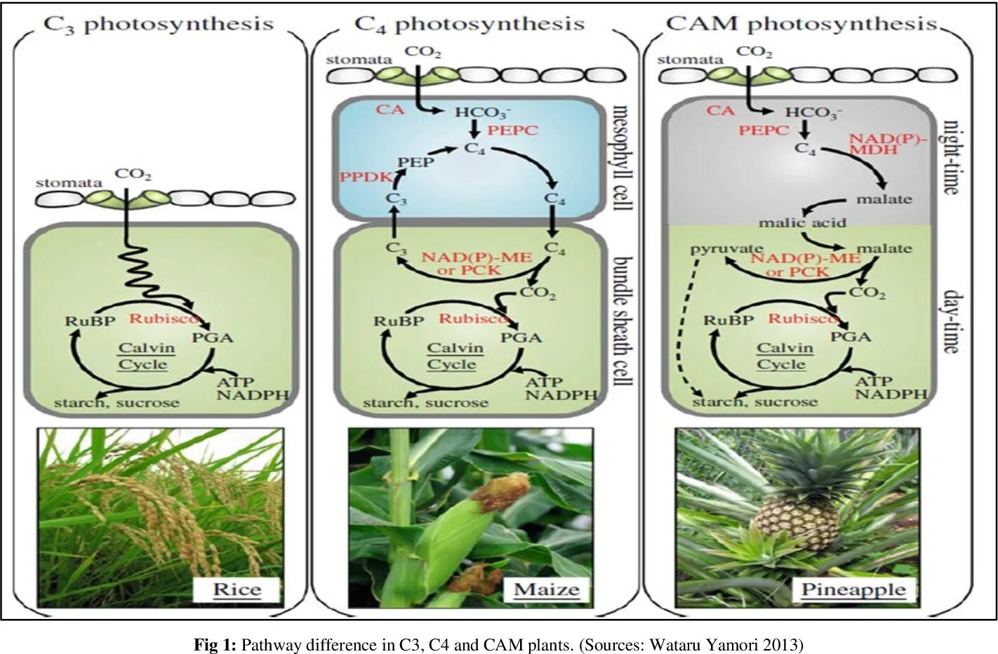 Алоэ фотосинтез. C3 c4 cam Plants. C4-фотосинтез. С4 фотосинтез. Cam фотосинтез.