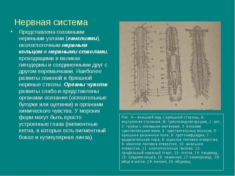 Нервные узлы и нервные стволы. Нервная система: головной ганглий, брюшная нервная цепочка. Спинным и брюшным. Нервная система представлена нервными стволами. Продольные нервные стволы.