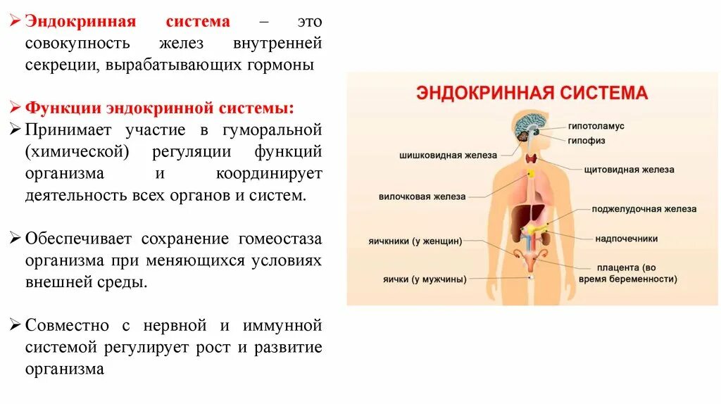 .Система желез внутренней секреции. Функции. Гуморальная регуляция железы внутренней секреции. Функции гормонов желёз внутренней секреции. Эндокринная система внешней секреции.