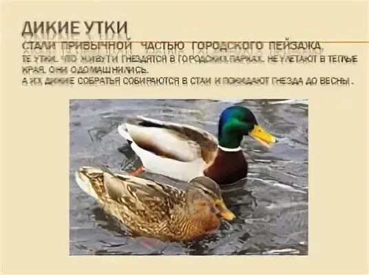 Утка сообщение. Дикая утка рассказ. Дикая утка рассказ. Утка кряква перелётная птица. Утка кряква описание кратко.