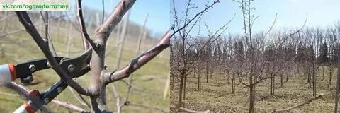 Волчки в июне на груше