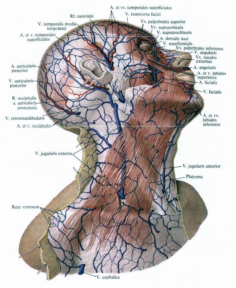 Яремная артерия где находится. Наружная яремная Вена анатомия. Наружная яремная Вена анатомия топография. Вены головы и шеи анатомия Сапин.