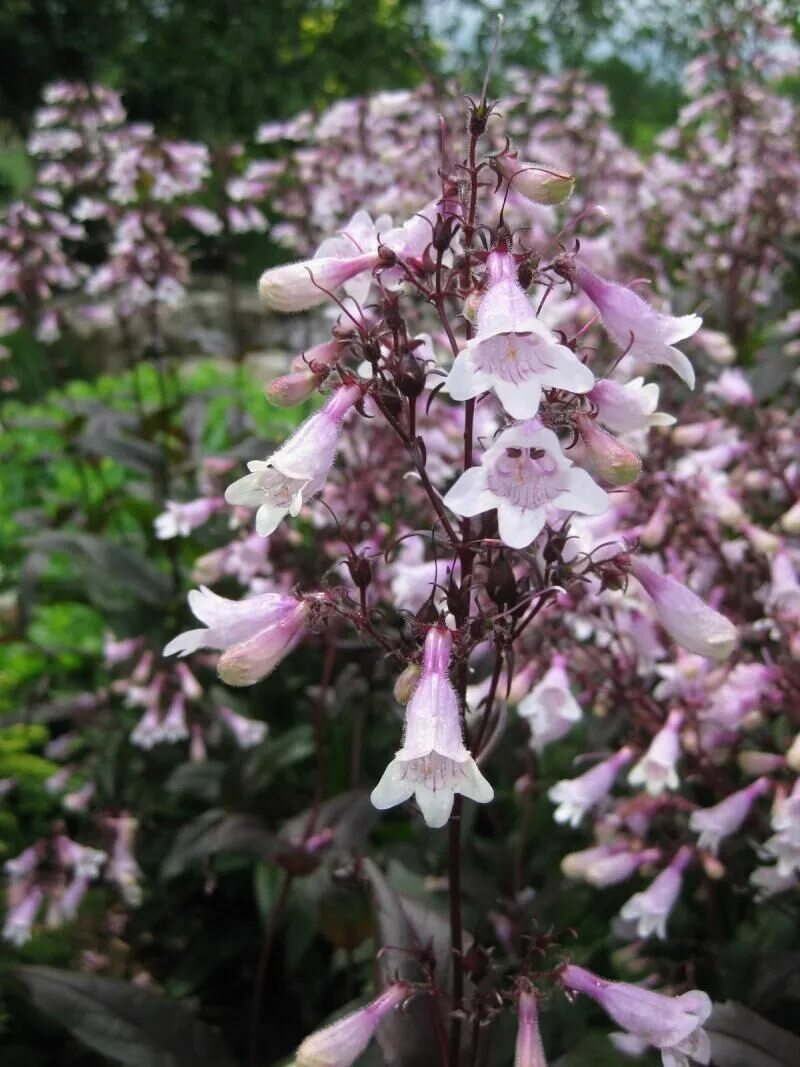 Penstemon Pensham Czar di 2024 Kebun bunga, Menanam bunga, Menanam
