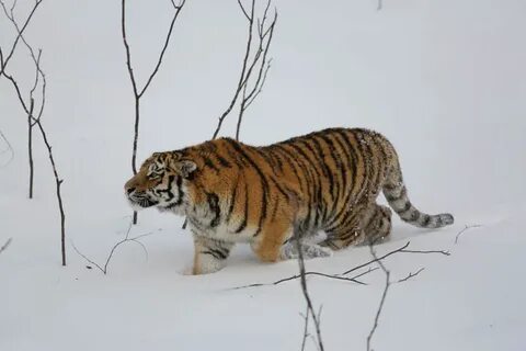 Siberian s