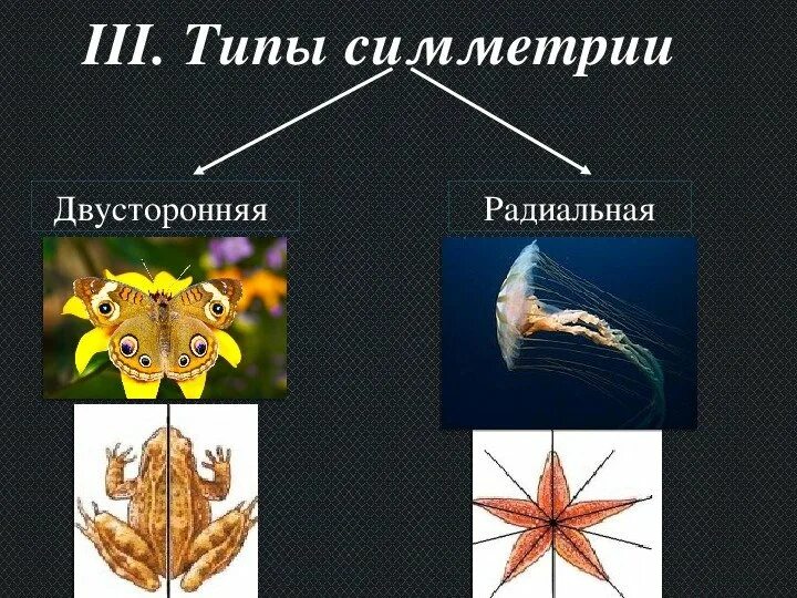 Типы симметрии биология 8 класс. Двусторонняя симметрия у животных. Животные с двусторонней симметрией тела. Виды симметрии. Двусторонняя симметрия это в биологии.