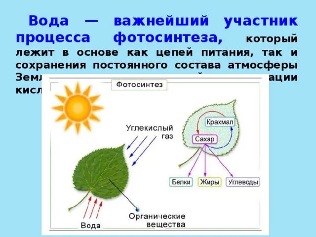 Схема фотосинтеза 5 класс. Фотосинтез для детей 3 класс. Процесс фотосинтеза. Участие воды в фотосинтезе. Зачем растениям фотосинтез