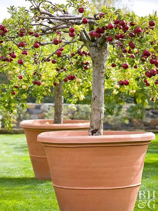 Можно посадить черешню. Низкорослые вишня плодовые деревья. Вишня дерево карликовая. Столбовая яблоня. Шпалерные плодовые деревья.