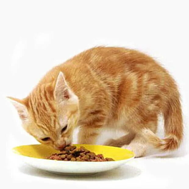Кошки едят кашу. Кот ест. Корм для кошек. Коты едят кашу. Кот в каше.