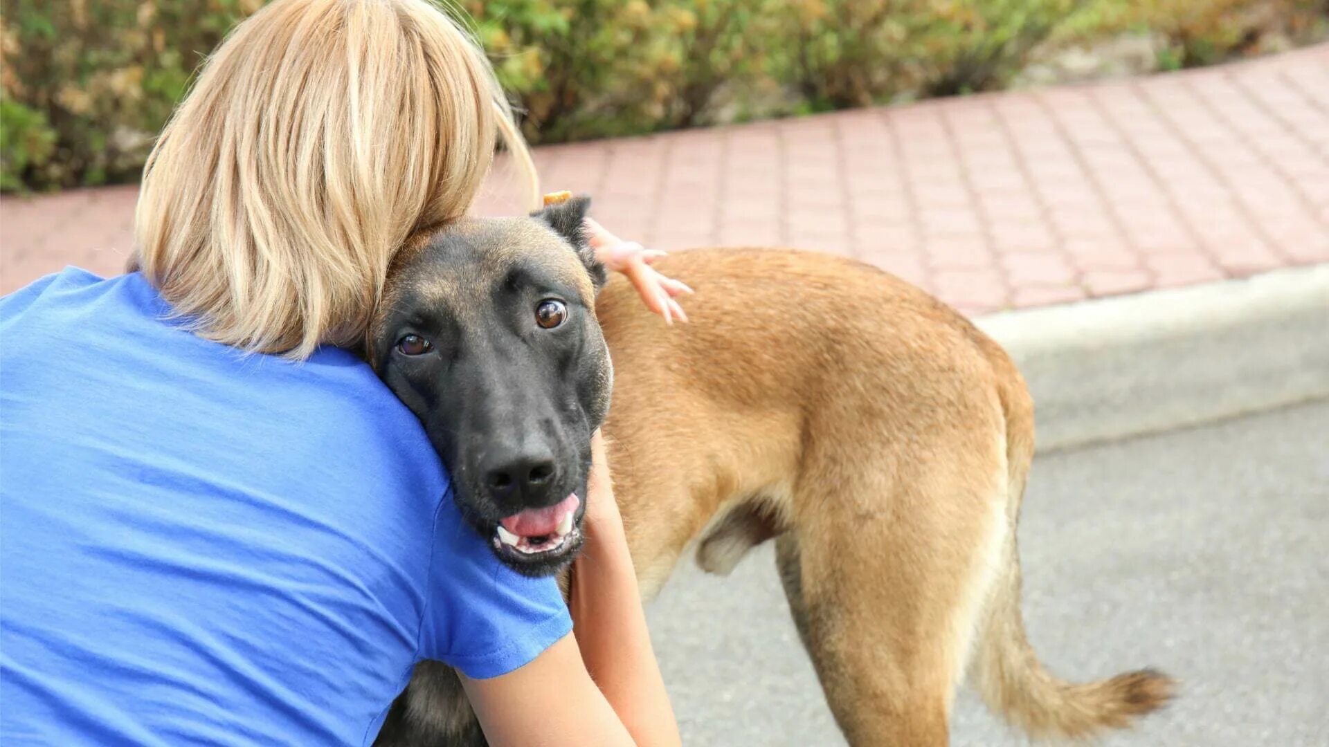 Женщина волонтер животные. Блондинка с бездомной собакой фото. Volunteering at animal Shelter. Animal shelter volunteer