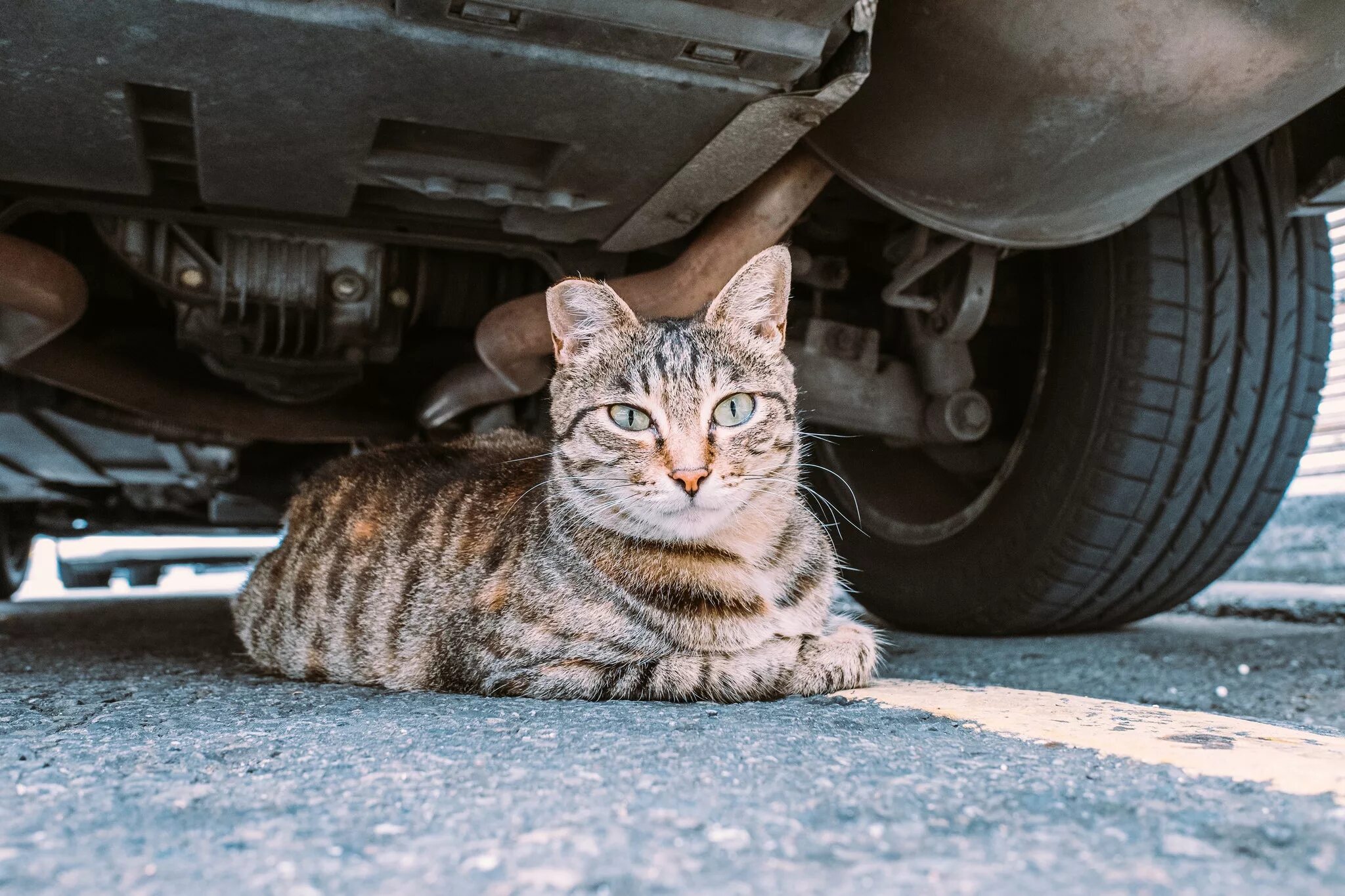 Кошка под капот. Кот в машине. Коты под машиной. Кошачий автомобиль. Котик рядом с машиной.