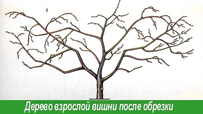 Обрезка вишни весной для начинающих в картинках. Схема подрезки вишни весной. Правильная обрезка вишни осенью схема. Обрезка кустовой вишни весной. Кустовидная вишня формировка.