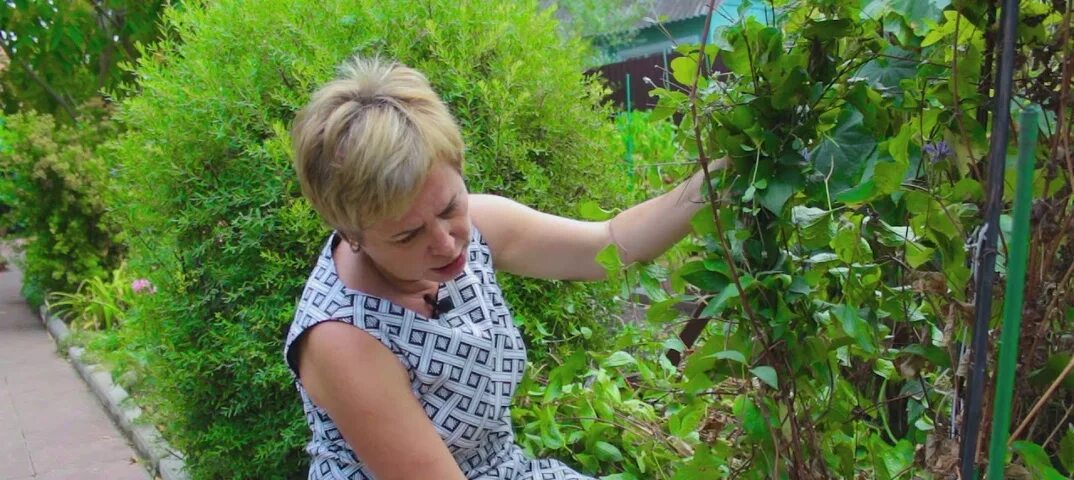 Садовый гид дзен. Садовый гид дзен. Садовый гид с ларисой зарубиной. Садовый гид дзен. Садовый гид с ларисой зарубиной последние 2022.