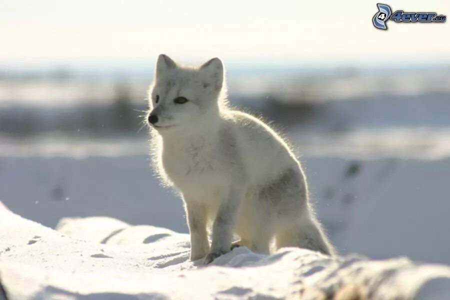 Детеныш песца как называется. Песец самка. Детеныши белого песца. Песец в арктике. Песец обыкновенный.