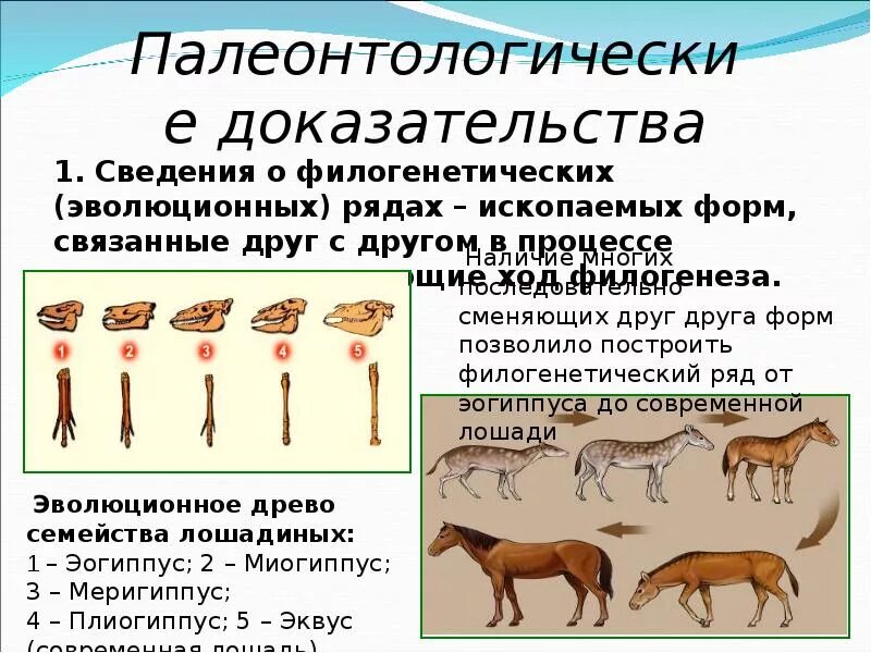 Филогенетический ряд лошади доказательства эволюции. Филогенетический ряд это палеонтологическое доказательство. Палеонтологические доказательства эволюции филогенетические ряды. Палеонтологический ряд лошади.