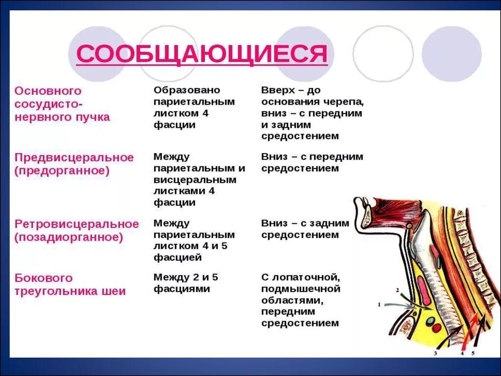 Что такое сосудистые пучки какую функцию они. Латеральное клетчаточное пространство шеи. Клетчаточное пространство основного сосудисто-нервного пучка шеи. Клетчаточные пространства шеи таблица. Межфасциальные клетчаточные пространства шеи.