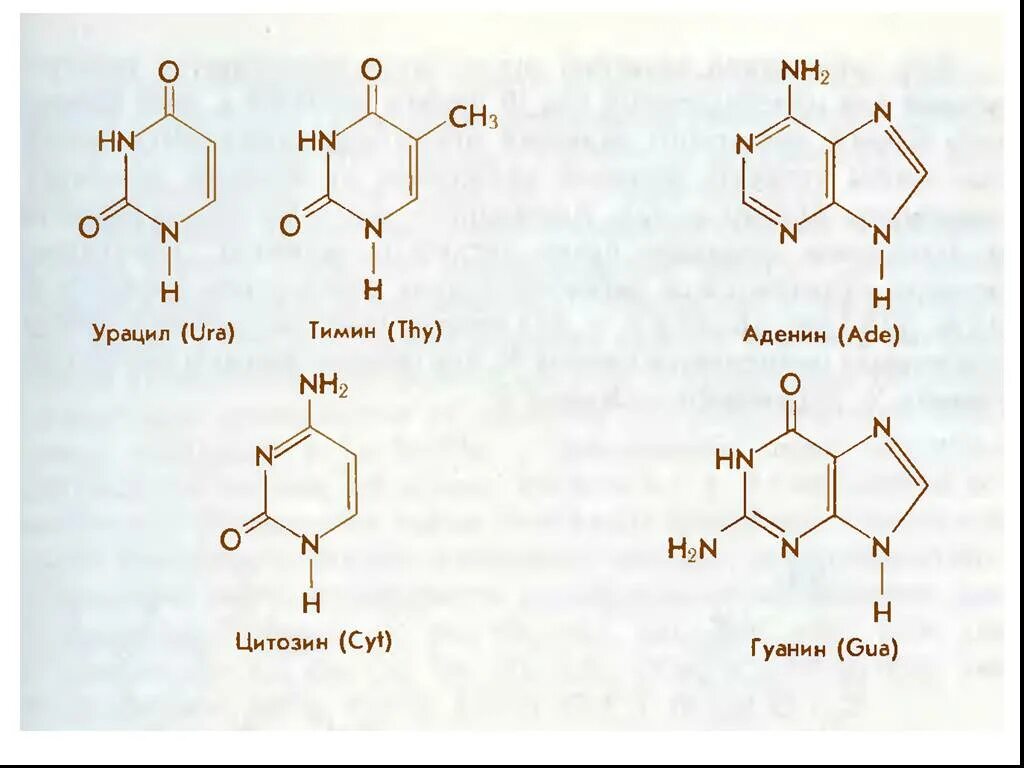 Аденин гуанин цитозин Тимин урацил. Аденин гуанин цитозин Тимин урацил комплементарность таблица. Гуанин цитозин аденин Тимин строение. Аденин гуанин цитозин Тимин урацил формулы.