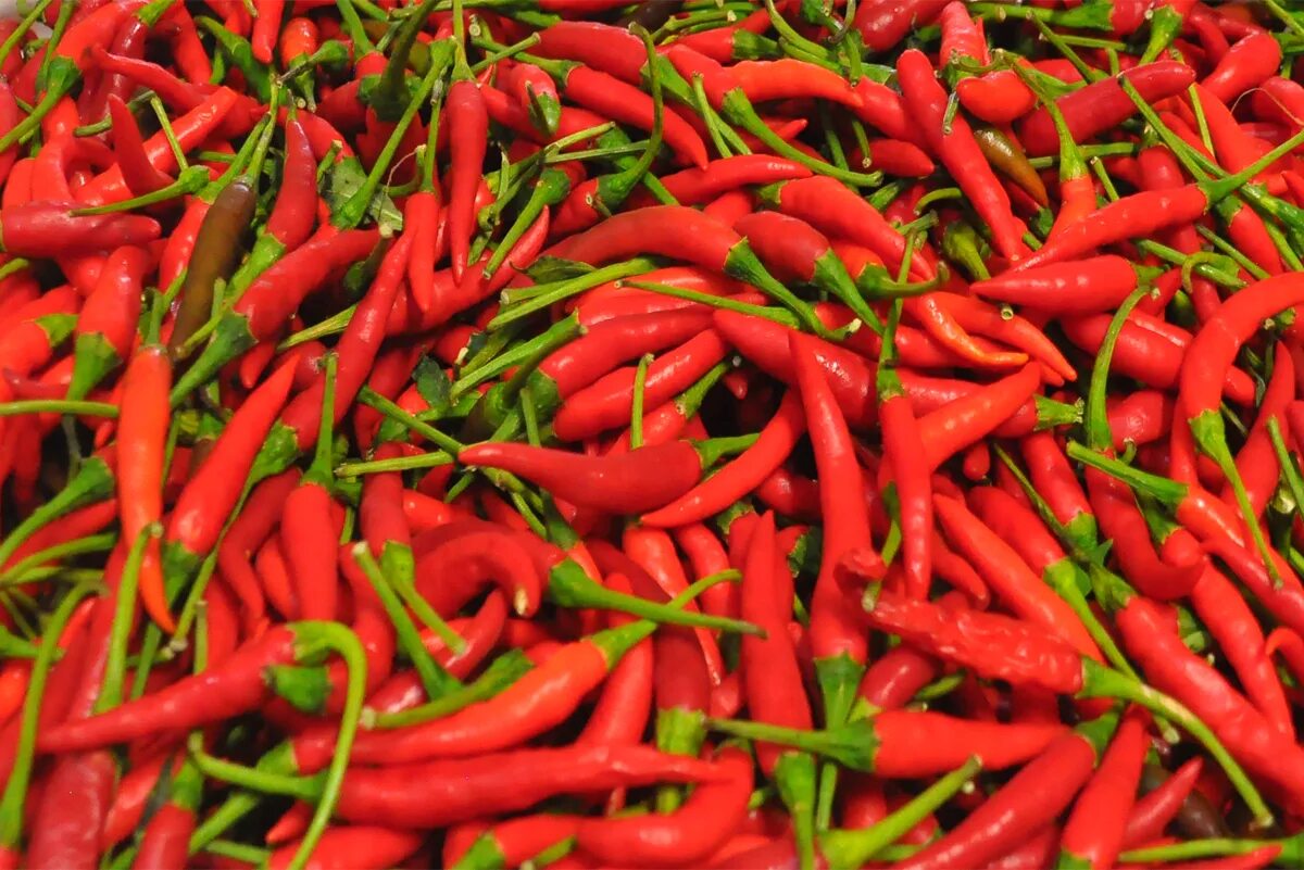 Miss picante. Острый перец Aji. Перец Рохо. Aji Ecuadorian Red перец. Красный перец Capsicum annuum интересные факты.