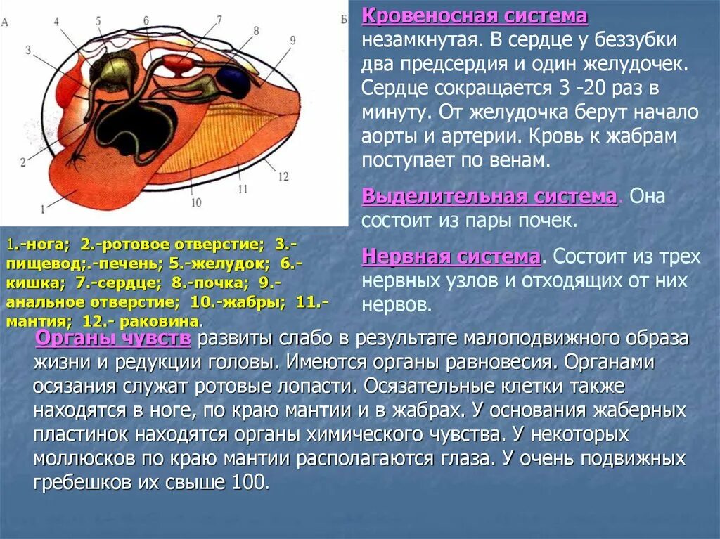 двустворчатые моллюски беззубка. тип моллюски класс брюхоногие и класс двустворчатые моллюски. строение раковины класс двустворчатые. моллюск перловица строение раковины. типы моллюсков класс беззубки.