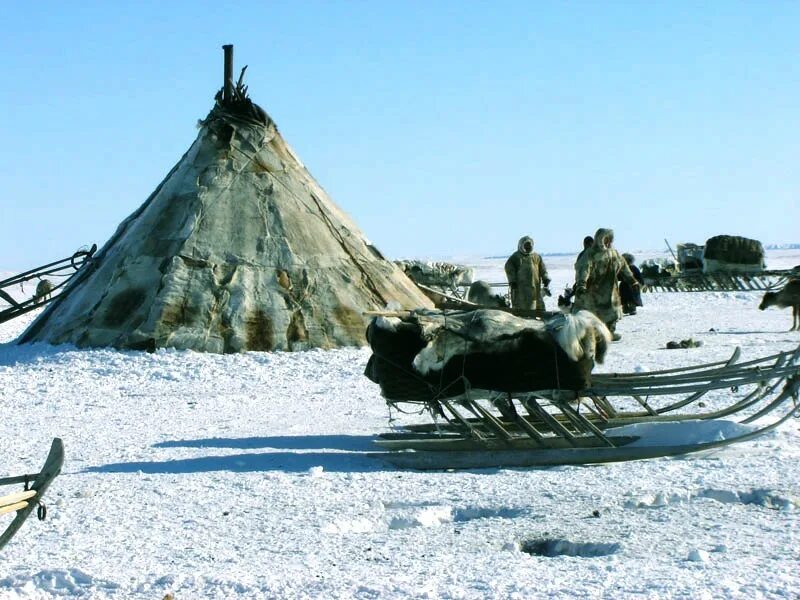 ненцы чум олени. нарты чум. ненцы чум нарты. ямал тундра ненцы. чум манси.