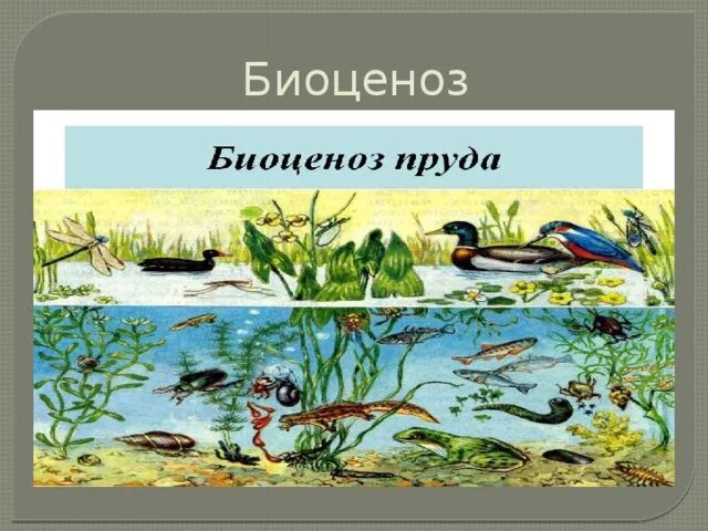 Биоценоз и экосистема. Природное сообщество биоценоз. Биоценоз это в экологии. Биоценоз водоема. Биоценоз леса пример