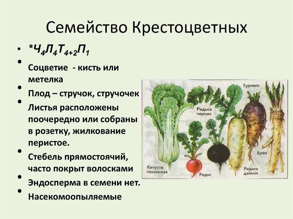 Крестоцветные описание. Семейство крестоцветные капуста плод. Семейство Кресто светный. Описание одного представителя семейства крестоцветные,. Биология 6 класс представители крестоцветные капустные растения.