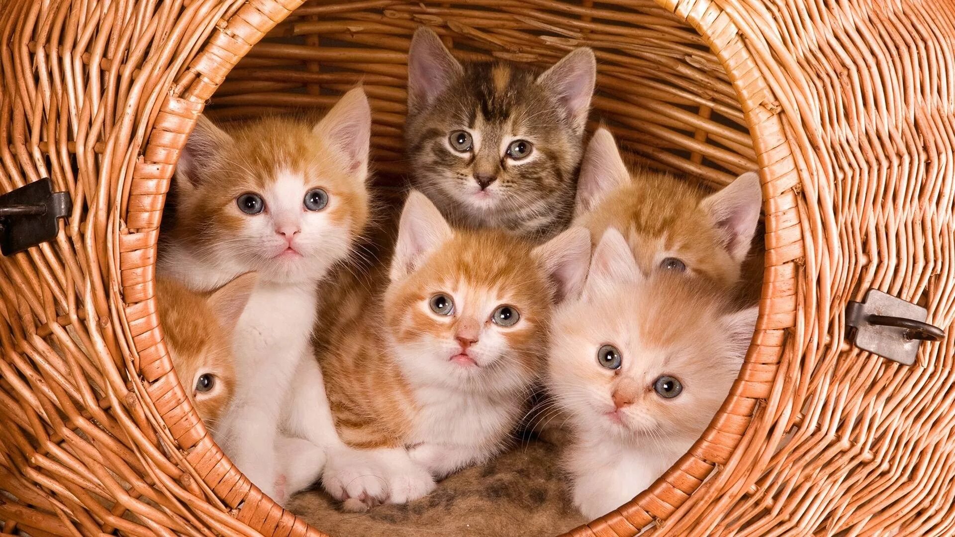 Много котят разных. Много котят. четыре котенка. несколько котят. пять котят.