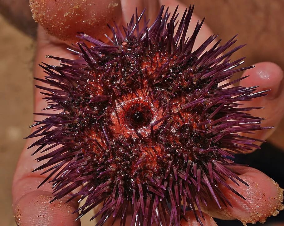 Можно есть морских ежей. Урчин морской еж. Морские Ежи (Echinoidea). Иглокожие морской еж. Красный диадемовый морской еж.