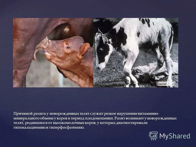 Остеомаляция рахит коров. Рахит у сельскохозяйственных животных. Рахит у телят