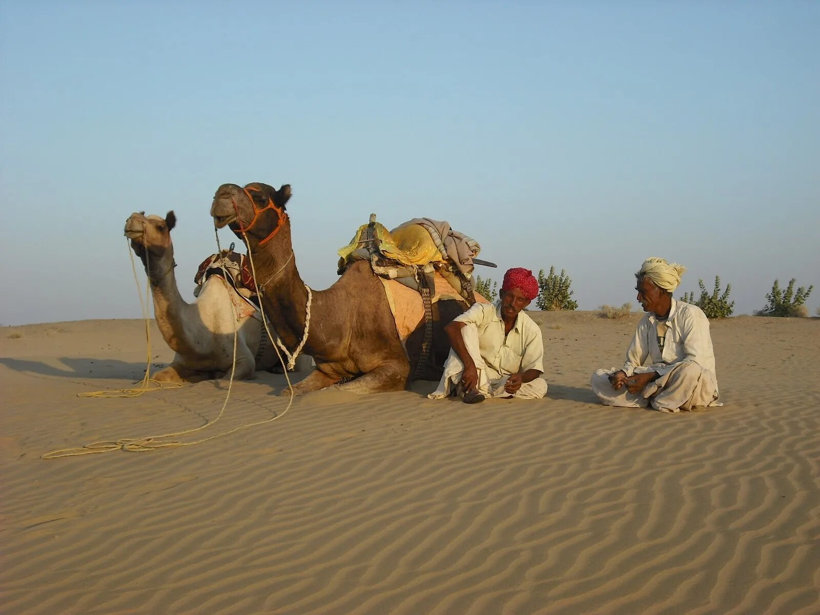 Занятия людей в пустыне. Верблюд в оазисе. Араб с верблюдом в пустыне. Верблюд в Песках. Верблюд сидит.
