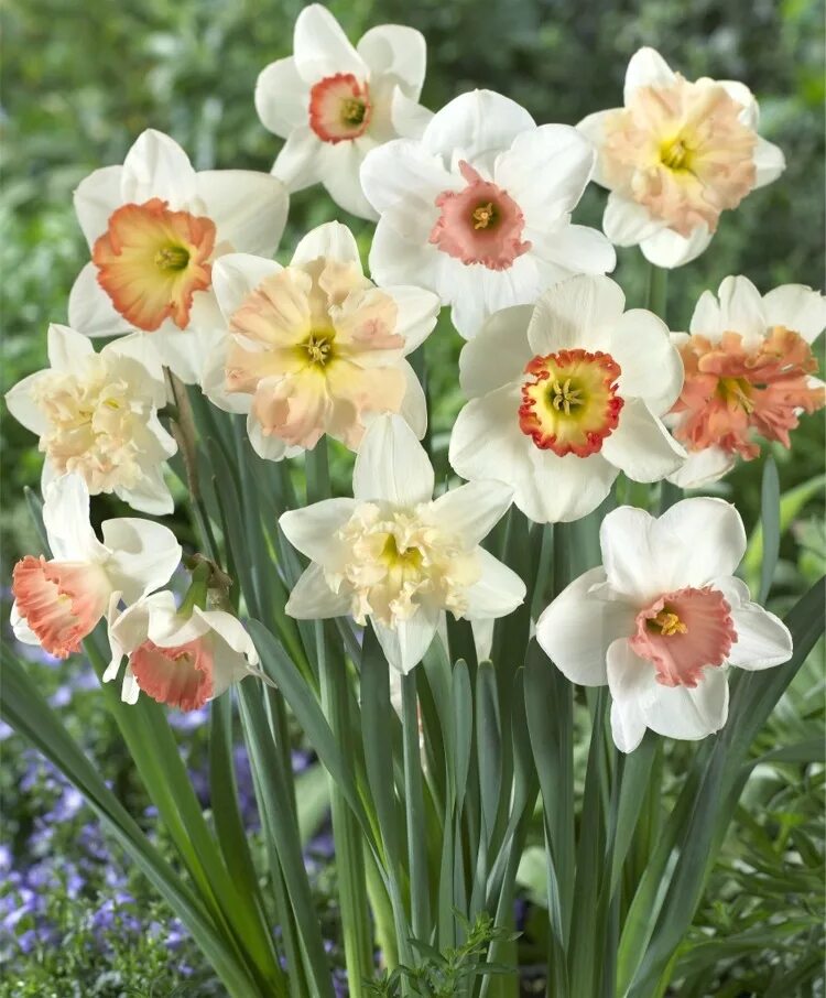 Каких цветов бывают нарциссы. Daffodil Pink Нарцисс. Нарцисс Altruist. Нарцисс (Narcissus). Нарцисс пассионале.