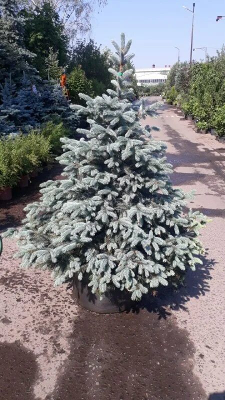 Супер блю сидлинг описание и фото. Picea pungens super blue. Супер блю сидлинг описание и фото. Ель глаука супер блю. Ель колючая блю маунтин.
