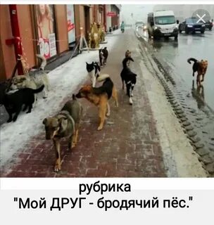 Бродячие собаки в городе