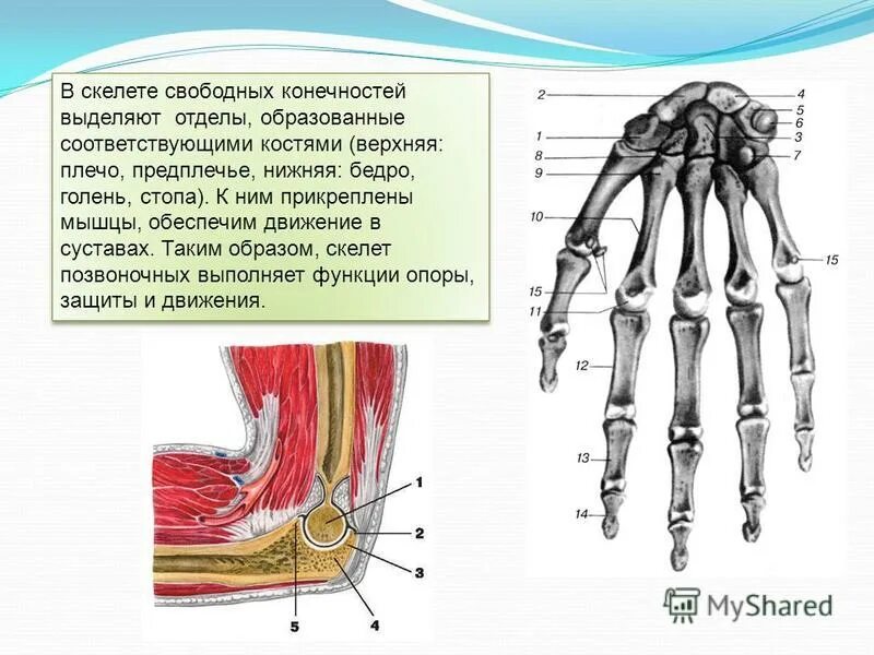 значение скелета свободной верхней конечности