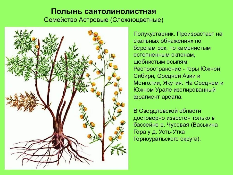 Какие растения встречаются в природе свердловской области