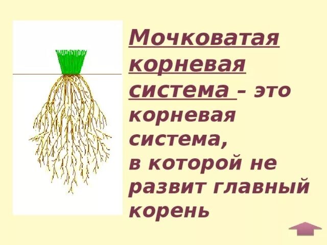 Корневая мокроватая система растения. Типы корневых систем стержневая и мочковатая. Рожь имеет мочковатую корневую систему. Корневые и мочковатые корни растений. Строение мочковатой корневой системы рисунок.