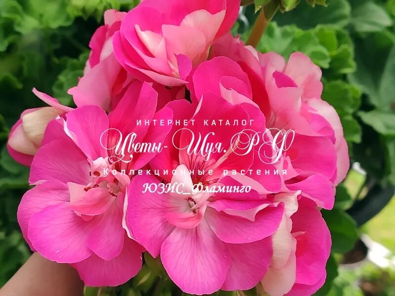 пеларгония юзис шамаханская царица