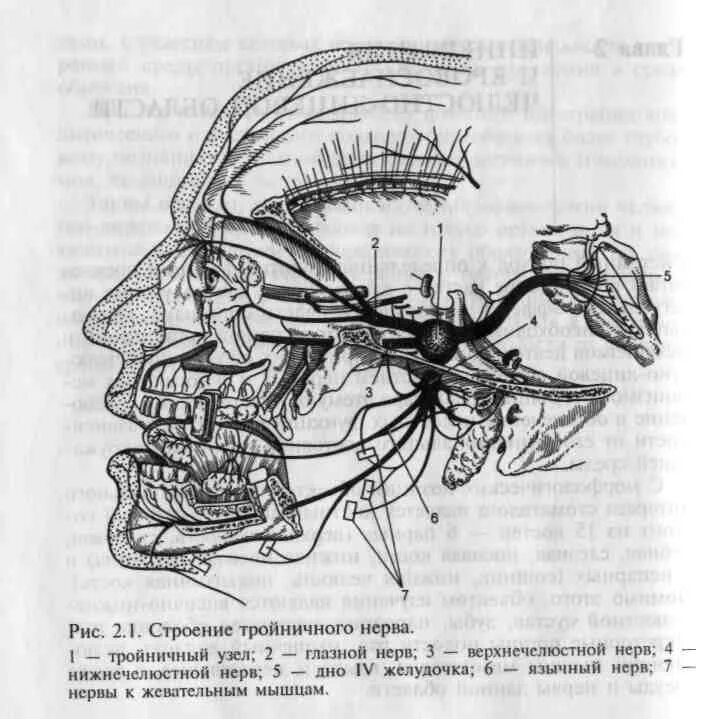 Тройничный нерв анатомия схема. Иннервация тройничного нерва схема. Анатомия верхнечелюстной ветви тройничного нерва. Корешок тройничного нерва анатомия.