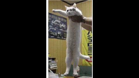 Включи длинные видео