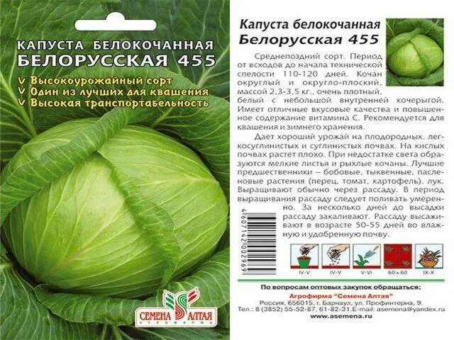 Капуста московская описание сорта отзывы. Капуста белокочанная белорусская 455. Капуста белорусская 455 на Гряде. Капуста белорусская 455 описание сорта. Капуста белокочанная белорусская 455 описание.