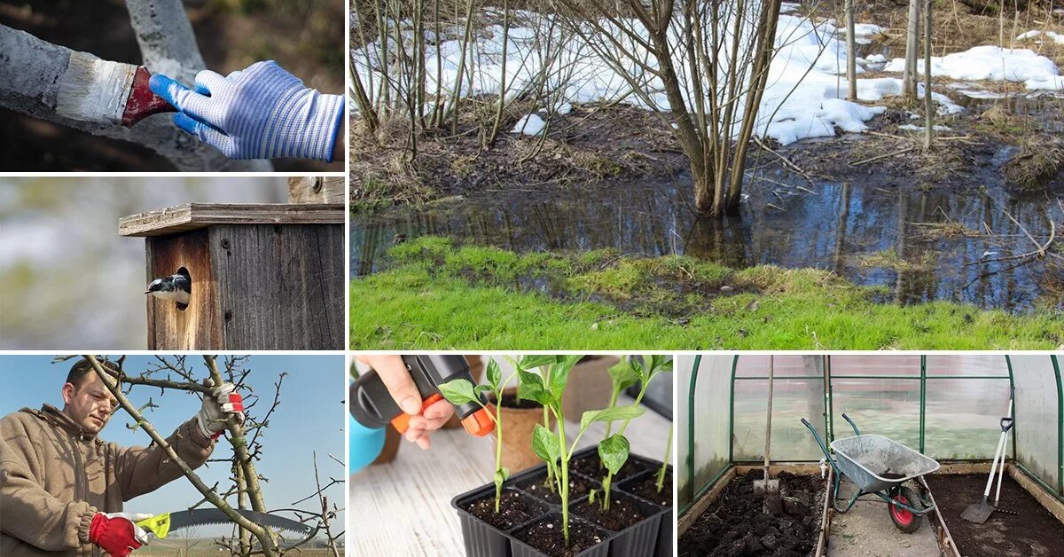 Яблоневый сад побелка. Весенние работы в саду и огороде. Весенние цветы в саду. Фас садовая побелка. Весенние работы на даче.