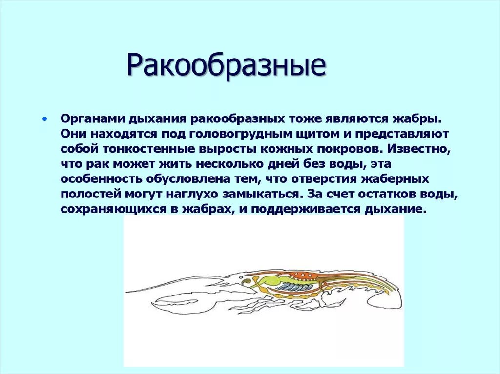 Класс ракообразные дыхательная система. Дыхательная система ракообразных схема. Органы дыхания ракообразных. Как дышат ракообразные. Речной рак дышит при помощи жабр растворенный