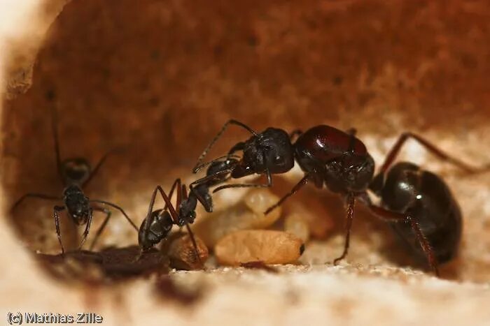 Odontomachus monticola. Красный муравей листорез. Чувствуют ли муравьи. Чувствуют ли муравьи. Красные муравьи муравейник.