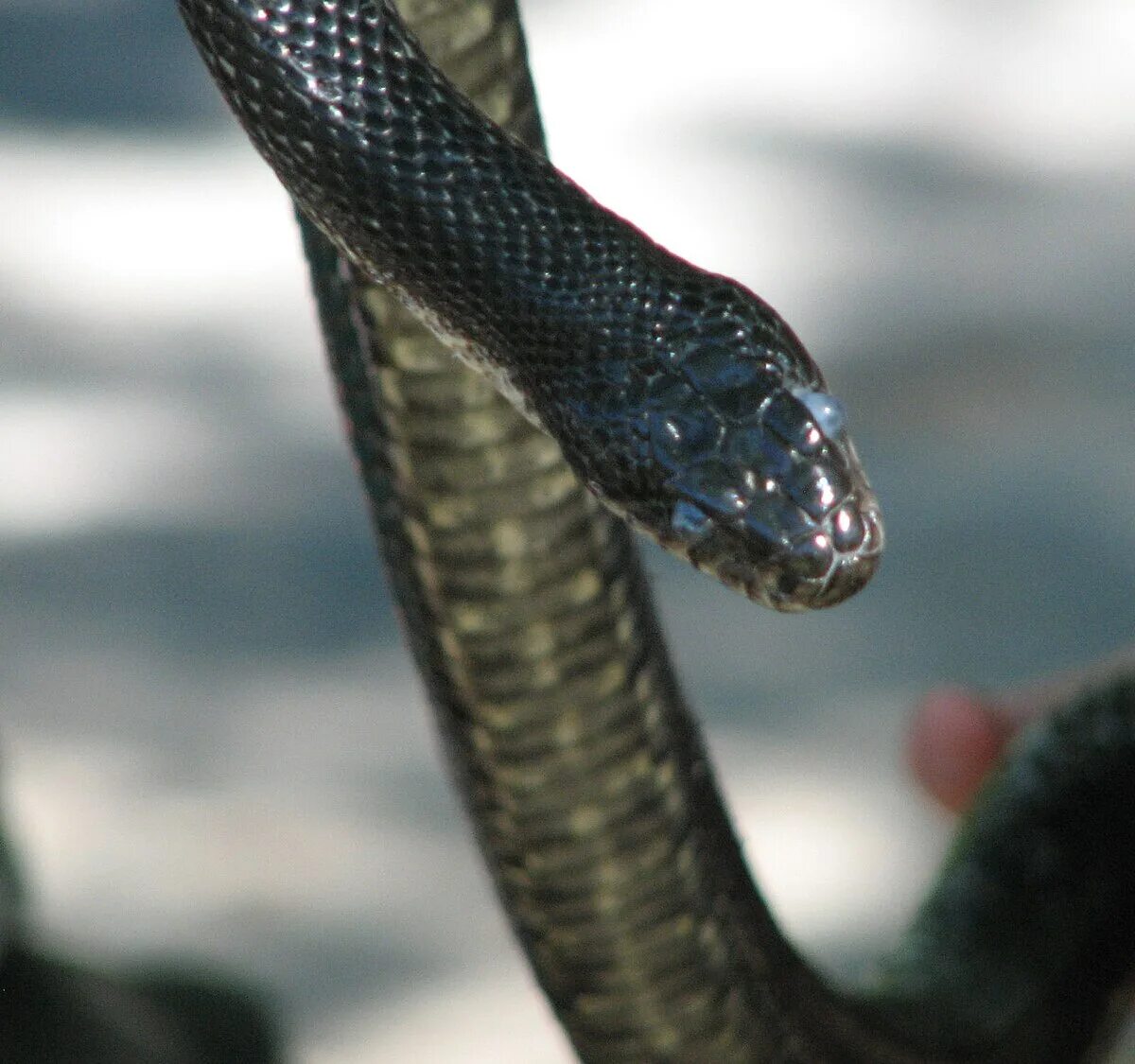 Snake wiki