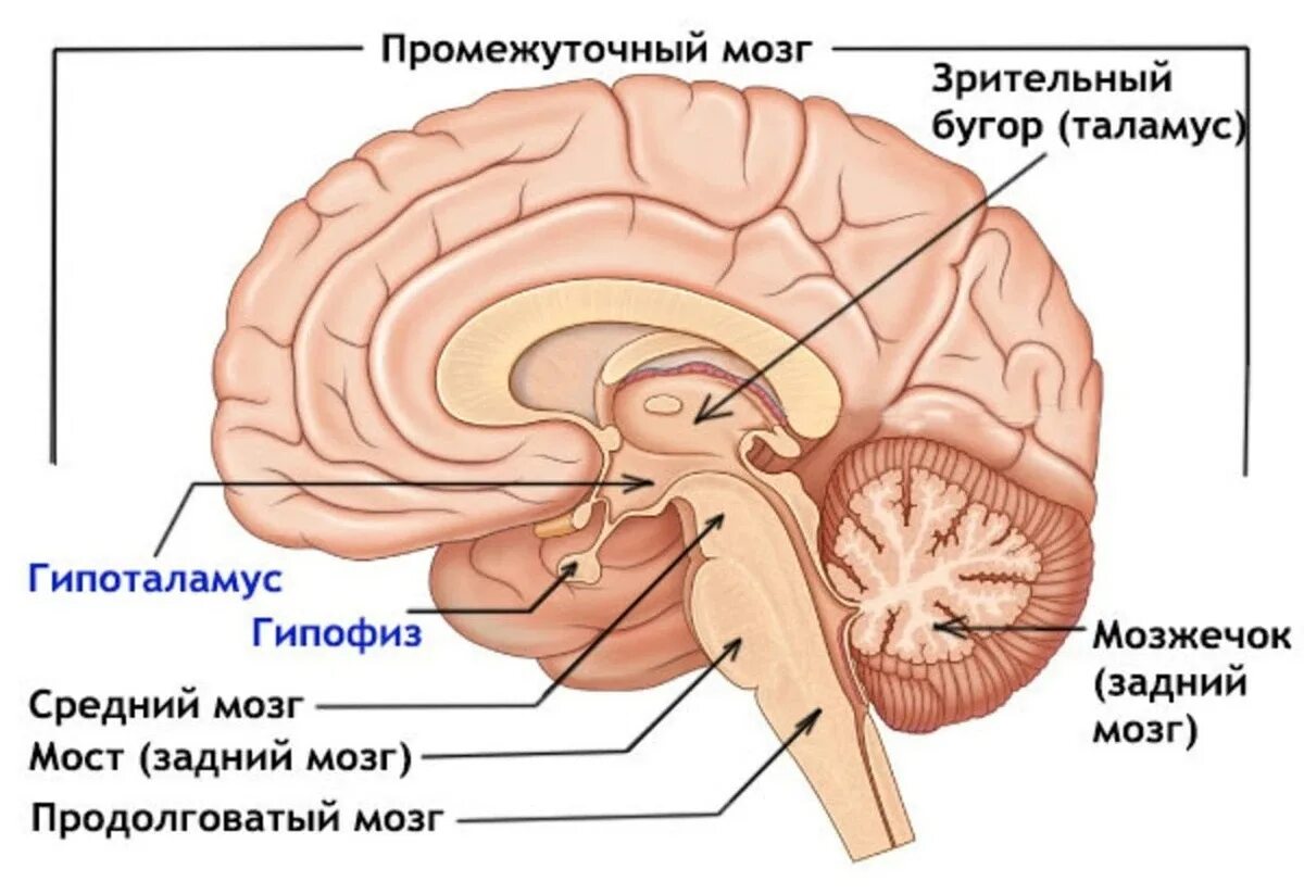 Гормоны вырабатываемые мозгом. Строение головного мозга гипоталамус. Строение мозга таламус гипоталамус. Гипофиз эпифиз таламус. Промежуточный мозг строение гипофиз.